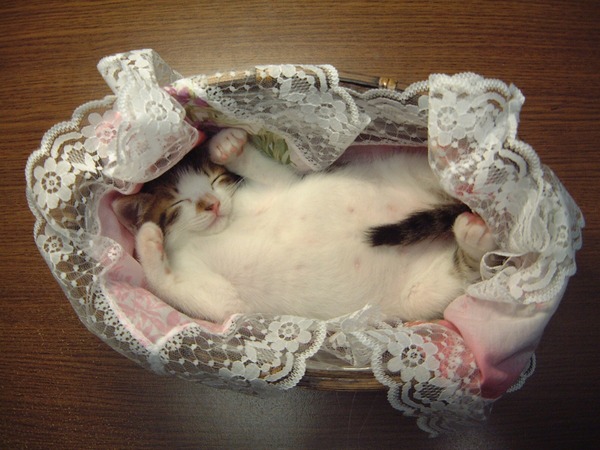 マジで可愛すぎる癒される猫の画像