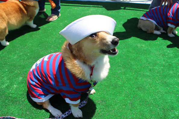 本当に可愛いコーギー犬の写真