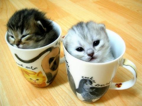 保存したくなる子猫の可愛すぎる写真