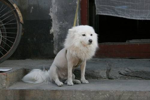 ヘアカットで失敗した惨めな動物たち
