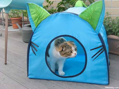 可愛い家の中にある猫の家