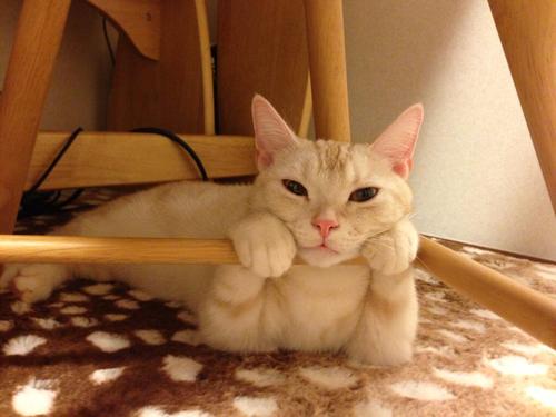 やっぱり可愛い猫の画像