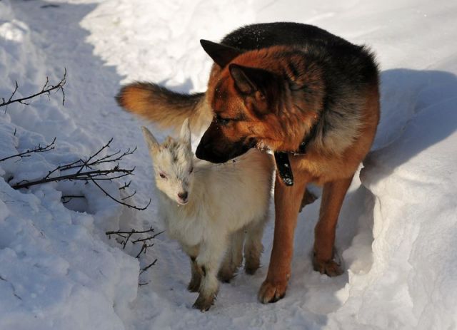 超可愛い動物たちに癒される写真