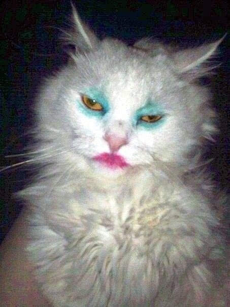 とにかく魅力的な猫の写真