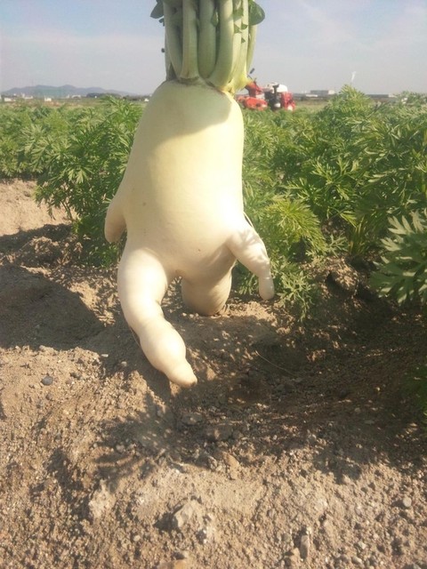 走る大根