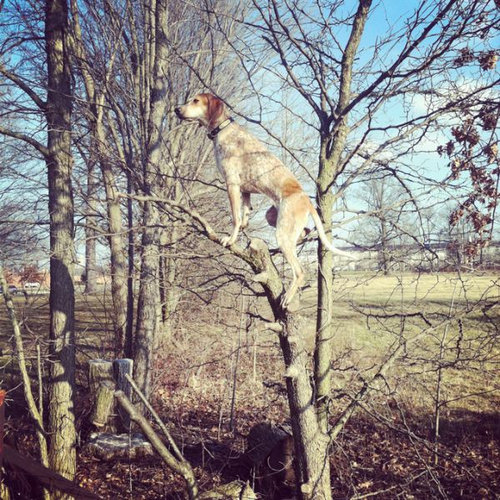 バランス感覚が凄い犬