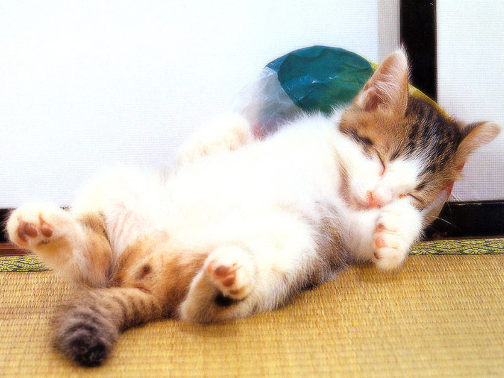 可愛すぎる猫たちの写真