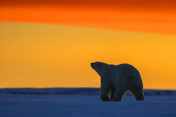 ホッキョクグマとアラスカの壮大な夕日が美しい写真