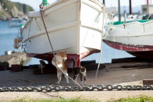 福岡にあった猫の島の写真