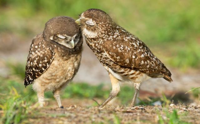 可愛い動物たちの画像が集まった写真