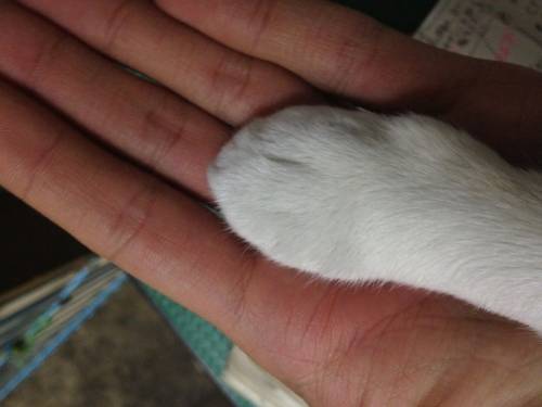 猫の手