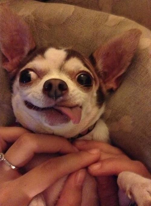 変顔や変な格好した犬の写真