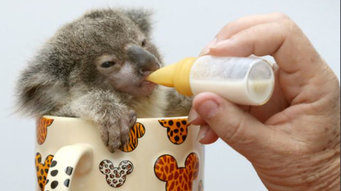 そのまま飲み干したくなるカップ入り動物の写真