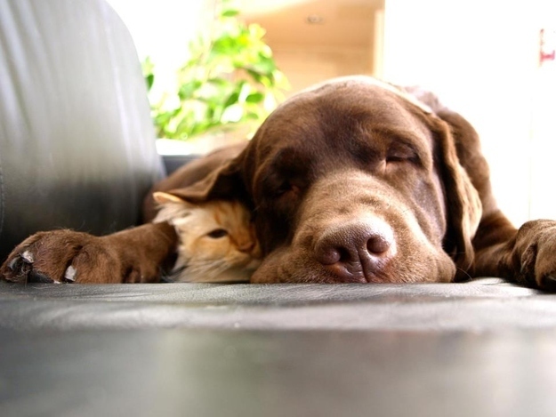 仲のよすぎる犬と猫 