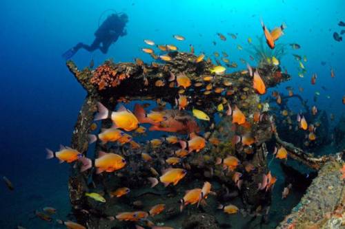 車が海に沈んでしばらくして魚の住まいになった写真