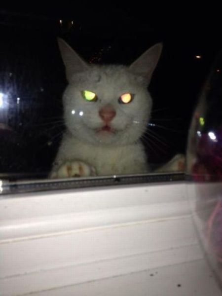 見ていると幸せになれる可愛い動物たちの写真
