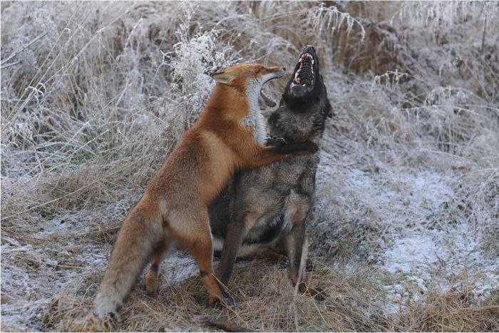 キツネと遊び友達の猟犬が仲良しの写真