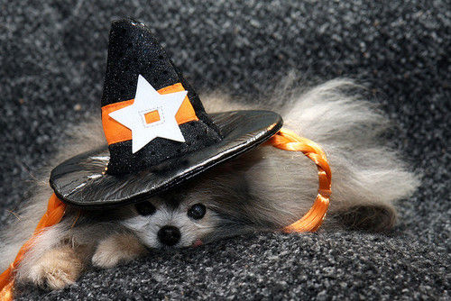 コスプレが似合いすぎるオシャレ犬・猫の写真