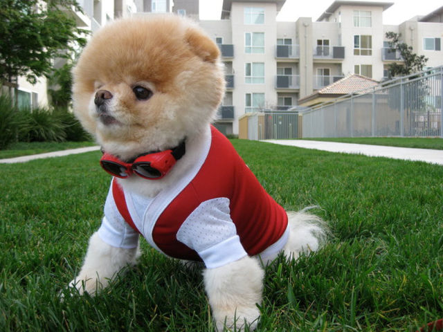 世界一可愛い子犬のBoo