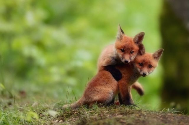 本当に可愛すぎる動物たちの写真