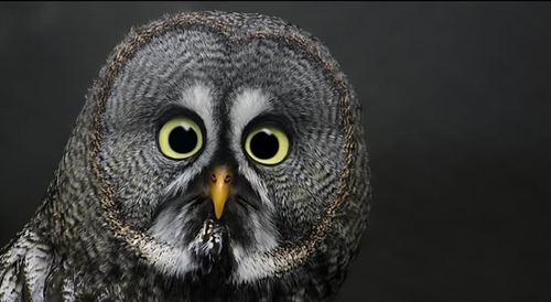 ポカーンとした表情の動物の画像