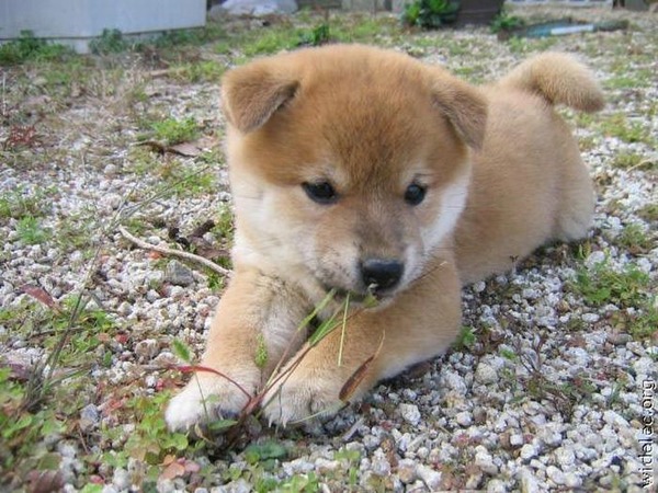 本当に可愛すぎて癒される子犬の写真