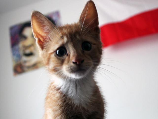 悲しい顔をした猫たちの写真