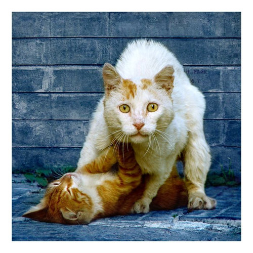 動物たちが秘密を見られてカメラに反応してる写真