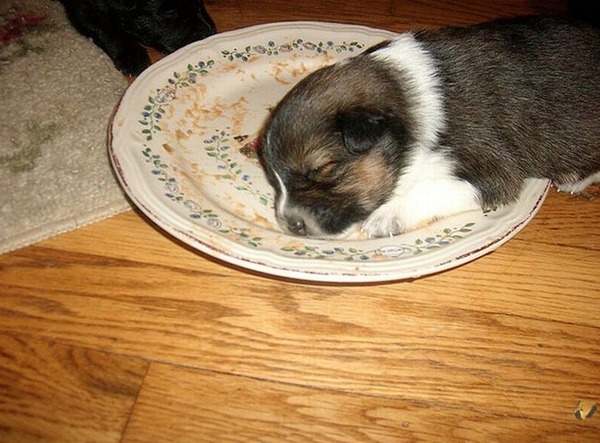 子犬の写真が本当に可愛すぎてワロタｗｗｗ写真