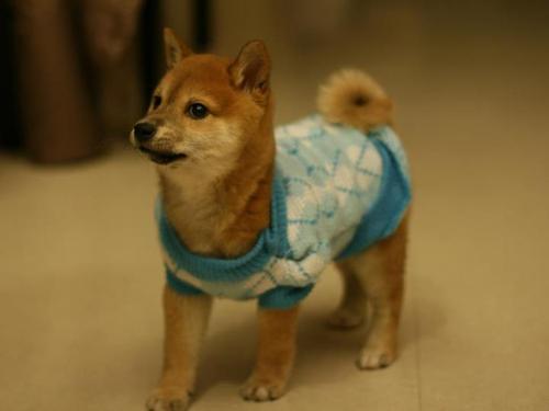 コスプレが似合いすぎるオシャレ犬・猫の写真