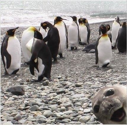何だか笑える良い表情をした動物の画像