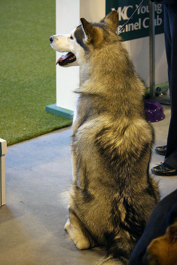 幸せを呼ぶハートマークを持つ猫と犬の写真