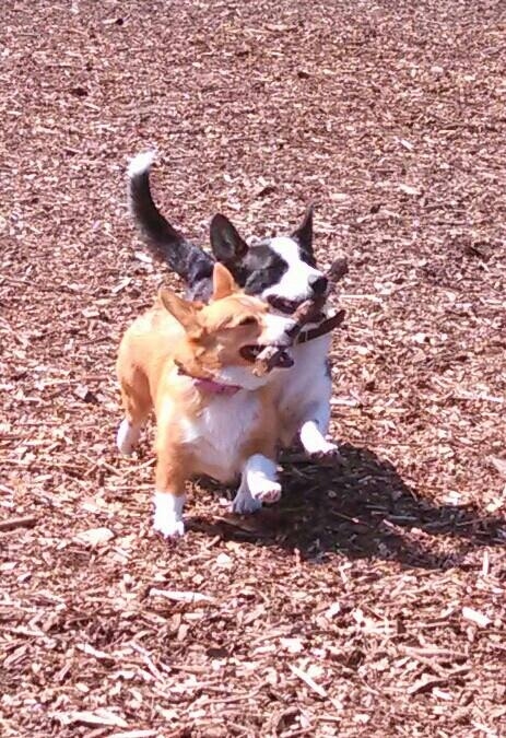 コーギー犬が可愛すぎてやばい写真