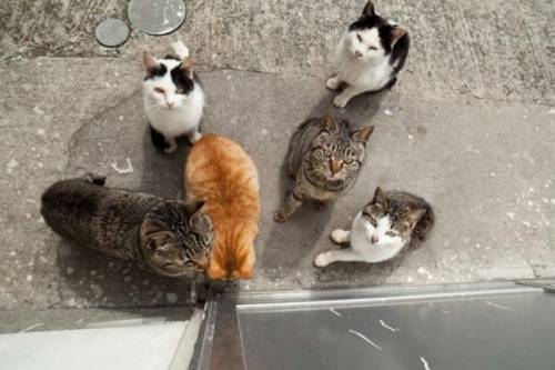 福岡にあった猫の島の写真