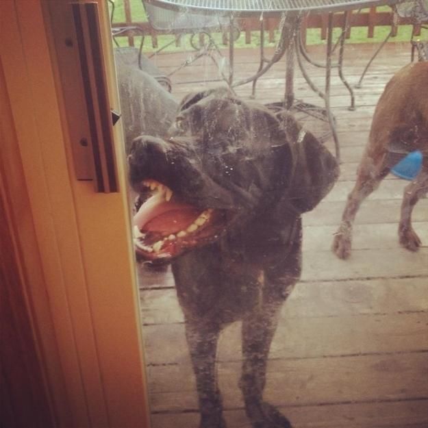 変顔や変な格好した犬の写真