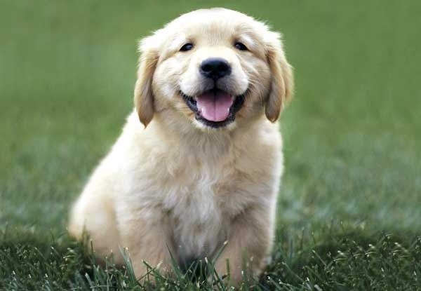 幸せそうな犬の笑顔