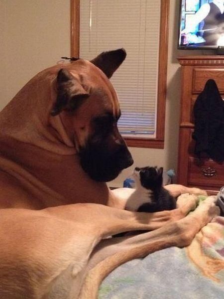 癒しの動物たちの写真