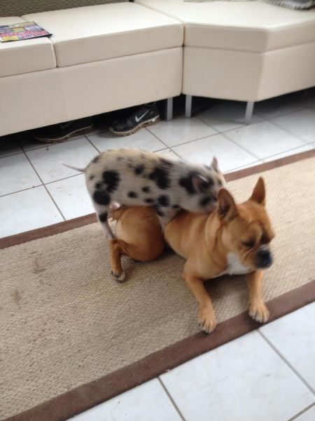 とてもキュートで可愛い動物の写真