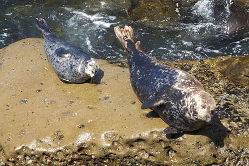 あまりにも似ている動物の親子たちの写真