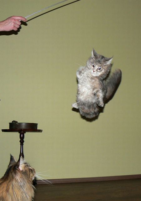 空中を飛行する猫たちの可愛い写真