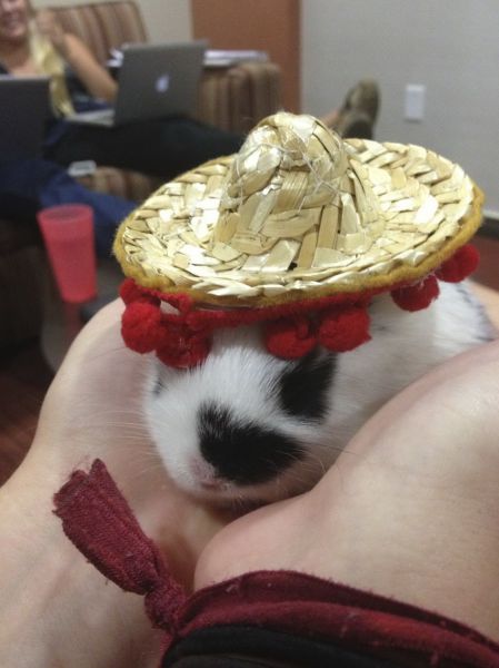 超可愛い動物たちに癒される写真