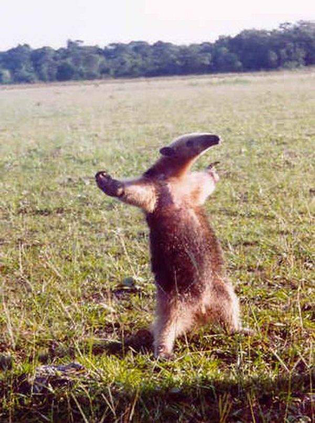 カッコイイポーズをとる動物の写真