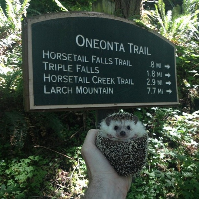 かわいいハリネズミには旅をさせる写真