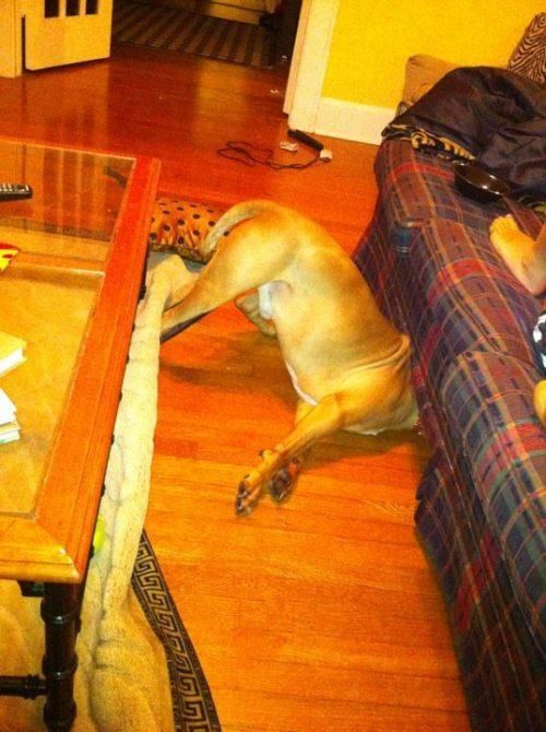 変顔や変な格好した犬の写真