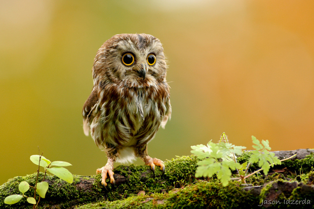 可愛いフクロウさんの写真