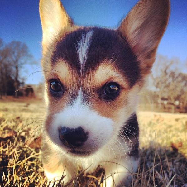 コーギー犬のやっぱり可愛い写真