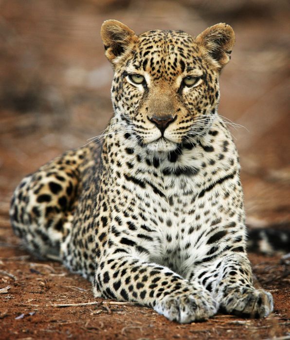 アフリカの野生動物たちの画像