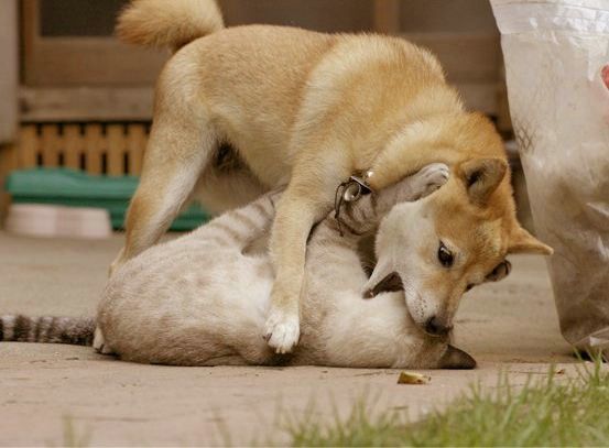 本当は仲良し？犬と猫が喧嘩している写真