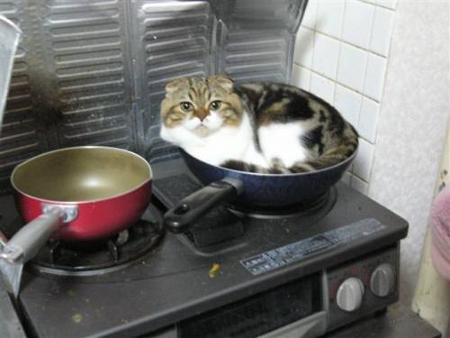 かわいい動物画像たちの画像