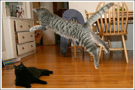 猫の不意打ちのテクニックの写真